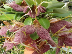 orchid-a-day: Masdevallia decumana February