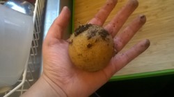 My potato plant wasn’t looking so great. It didn’t recover from the shock of moving to a new pot so I harvested it. I can’t believe I grew this from a peel accidentally thrown in my compost box :)