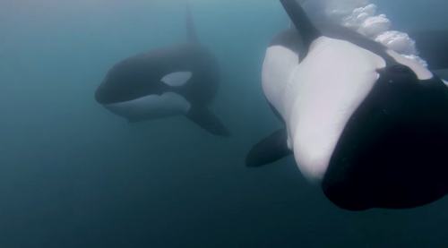 thelovelyseas:“There’s one orca that I've rescued and his name is Ben. When I get in the water he’