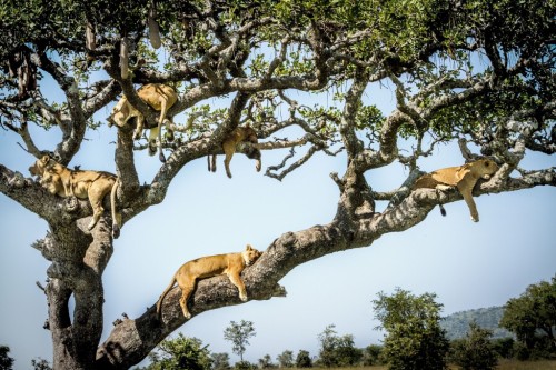 Porn Pics yburesque:  This is a lion tree. It’s where