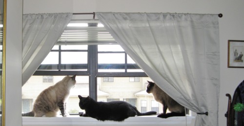 Left to right, Mickey, SamPierre and Solomon enjoying window time(submitted by clioancientart)