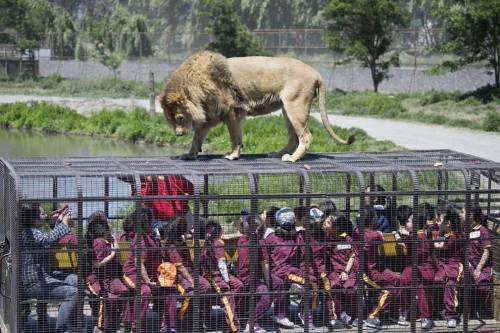 realidad-retorcida:   Niños  dentro de una jaula ven de cerca a un león dentro del Parque Safari en  Rancagua, Chile. El único parque en latinoamérica donde puedes ver a  corta distancia a leones. 2014.