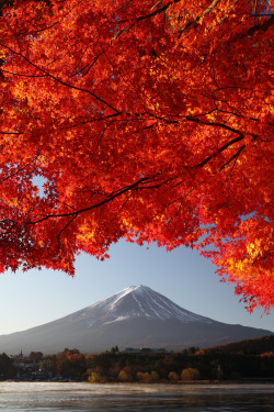 lifeisverybeautiful:    Mt. Fuji and Maple by Fumitaket   