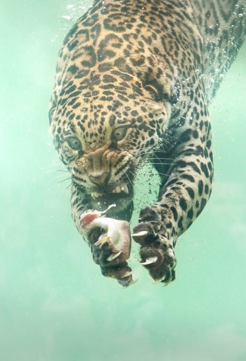 sixpenceee:Jaguars diving to catch food by photographer Herbert van der Beek. Via @41Strange