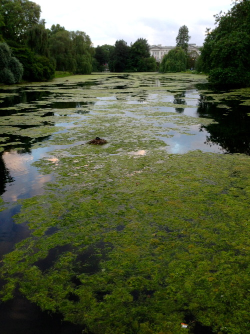 Pond in front of Buckingham Palace in London