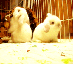 Mescalineforbreakfast:  Awwww-Cute:  Rabbits Are Not Very Good At Trust Exercises