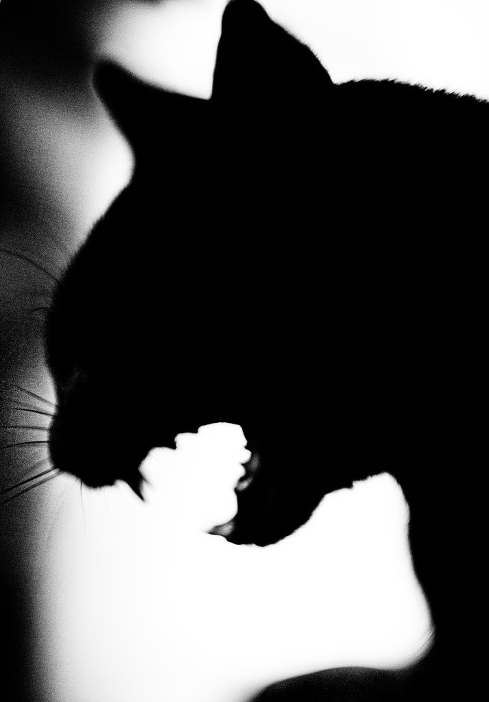 aurorae:  (by [brett walker]) 