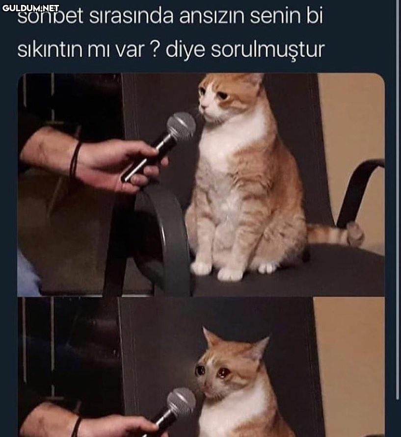 yutkunarak yok demek...