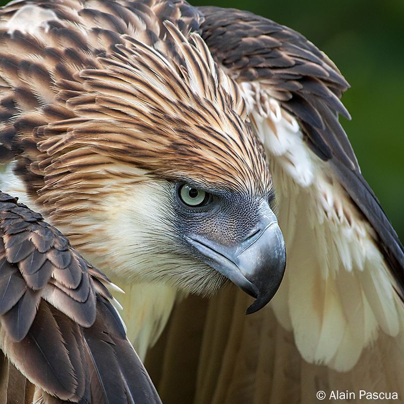 the-future-now:
“ One of the largest and most powerful eagles in the world: the Philippine eagle (📷: Alain Pascua / via Imgur)
Follow the-future-now on Tumblr and Instagram
”