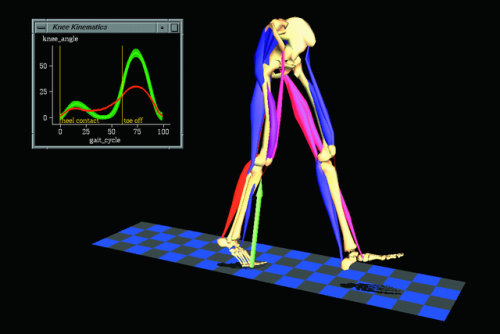 Knee kinematics simulated on SGI