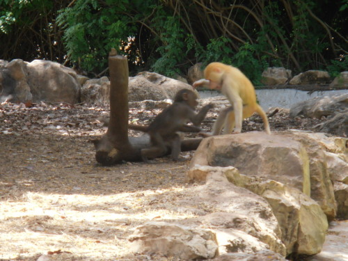 The ginger looking one is actually an albino monkey and is kinda rare and rly cute.