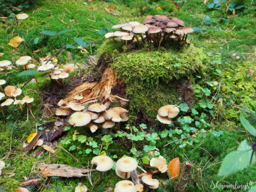 shro0mlings:Another mushroom castle, October 2017