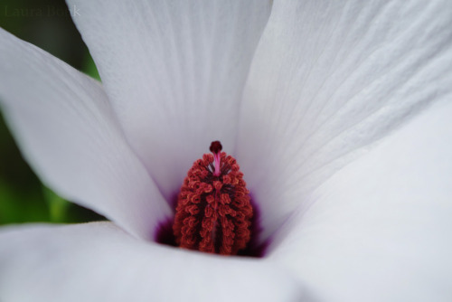 Alyogyne hakeifolia02-06-2017 // RUB, botanical garden