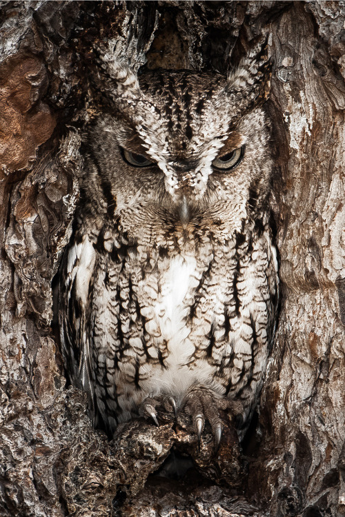 expressions-of-nature:Eastern Screech Owl, Georgia by Graham McGeorge