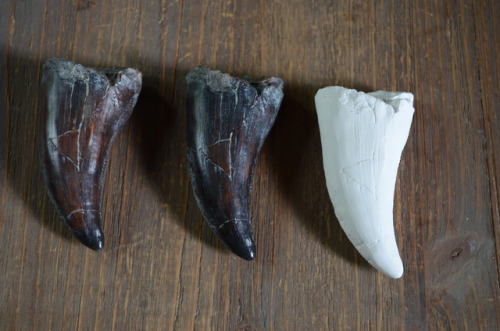 Tyrannosaurus tooth3D sculpting - 3D printing - molding - casting - painting