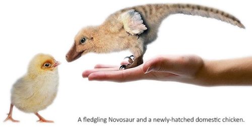 pangur-and-grim:listen. LISTEN. fund this kickstarter book of domesticated dinosaurs, I’m losing my 