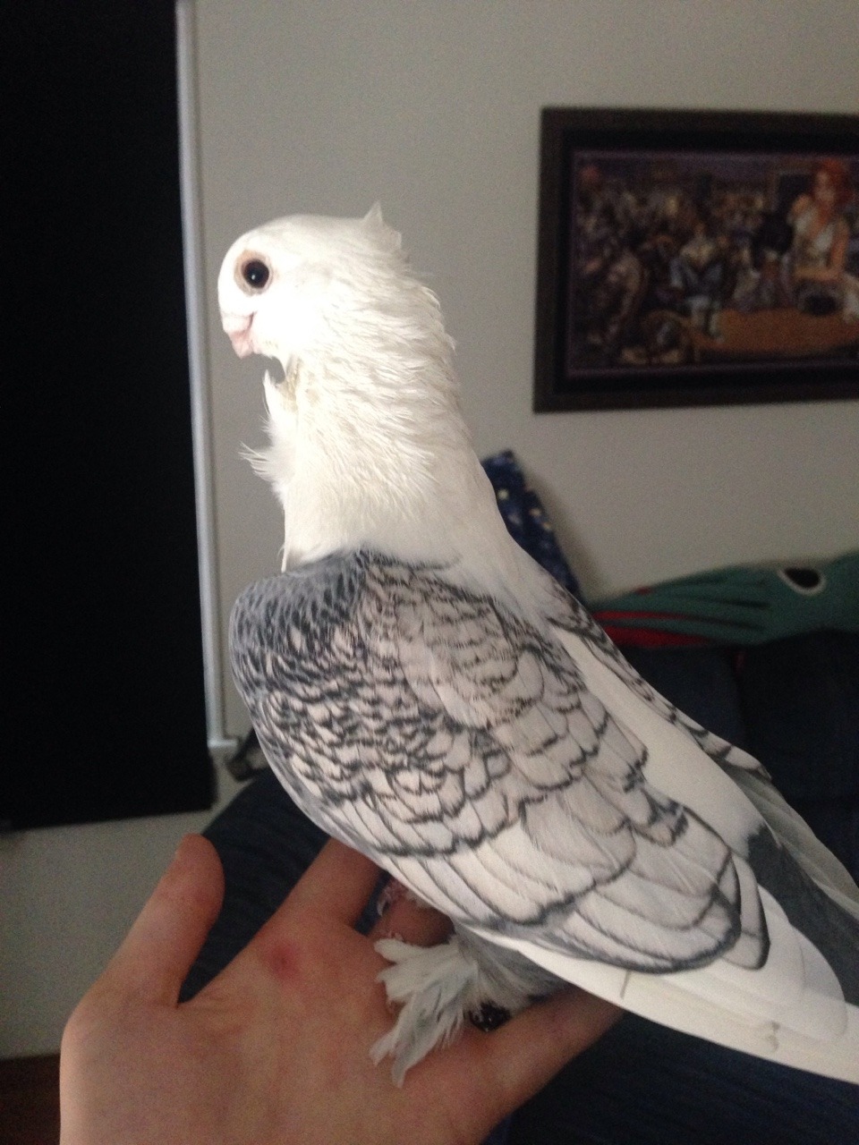 coelasquid:  For your consideration, Satinette pigeon.