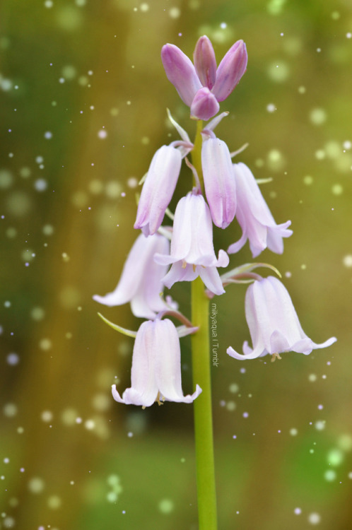 milkyaqua:  Bluebells