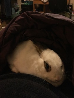 biggrumpybunny:  Today we learned that electric blankets are NICE.