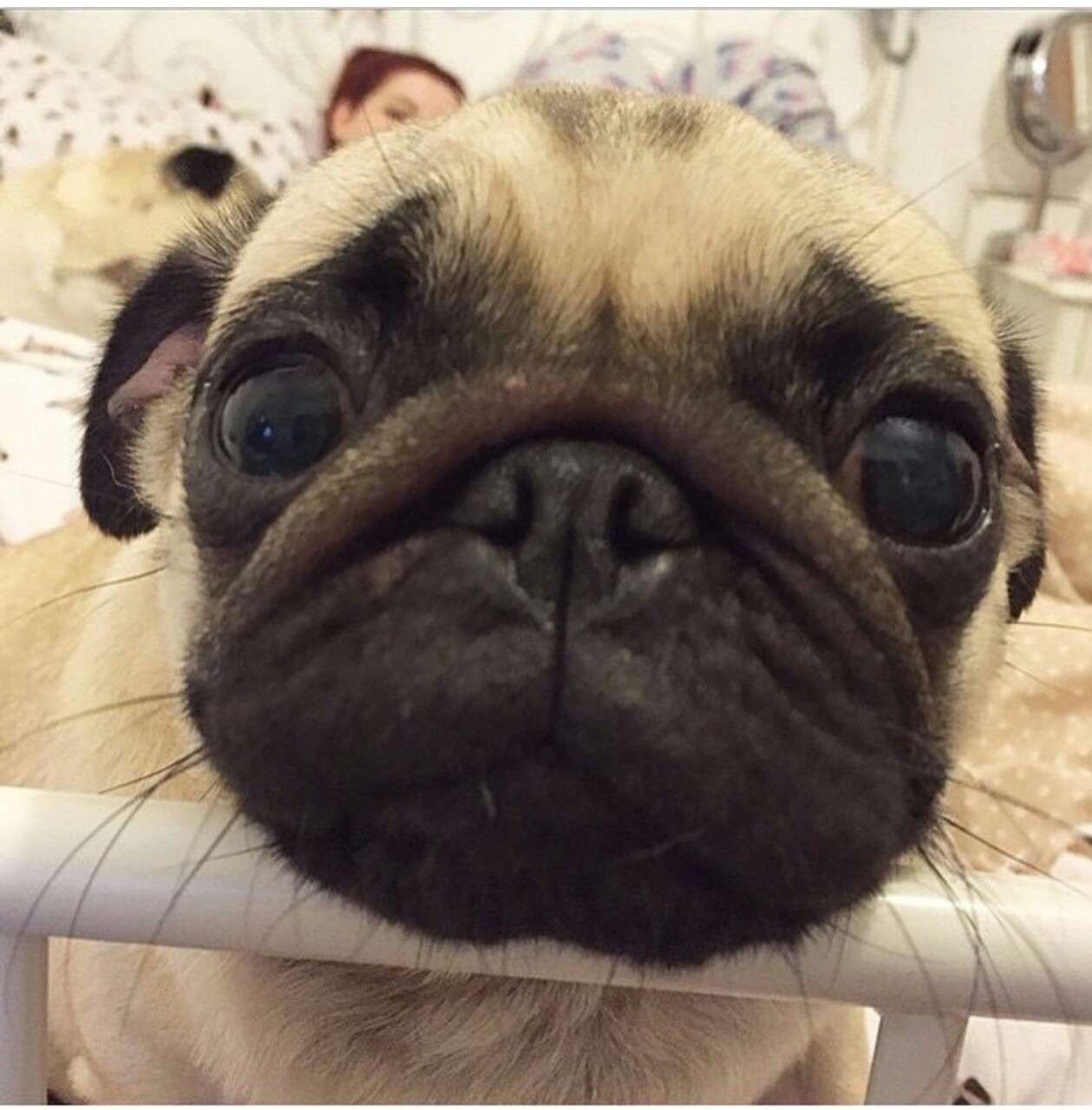 daniallen39:  So adorable!