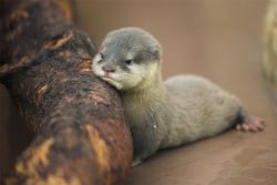 maggielovesotters:  Beautiful baby otter