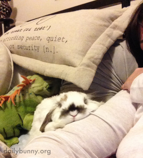dailybunny:  Time for Bedtime Snuggles for Bunny and His Human Thanks, Heidi and bunny Humphrey! 