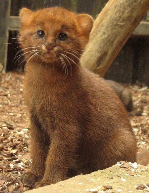 kittehkats:Jaguarundi kitten, a small wild cat native to Central and South America. Found on welovec