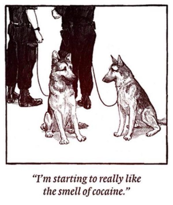 Police Dog Problems.