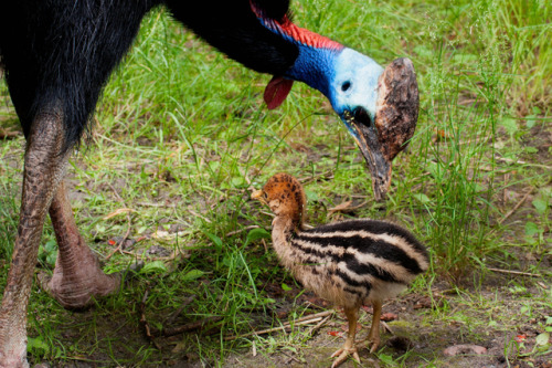 end0skeletal: Female cassowaries lay three to eight large, bright green or pale green-blue eggs in e