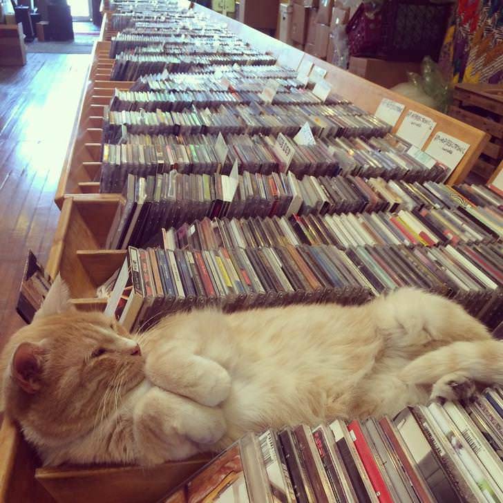 awwww-cute:
“Lazy record store employee (Source: http://ift.tt/2Fp4UA3)
”