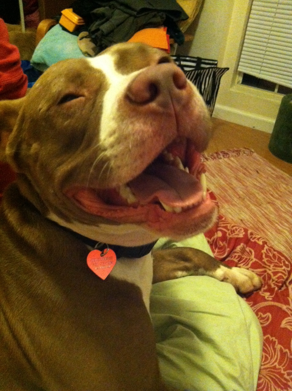 geofffs:  my evil and scary pitbull who cuddles with the cats and spoons with us
