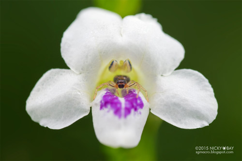 Crab spider (Camaricus maugei) - DSC_7324 by Nicky Bay Via Flickr: “Danger lurks in this littl