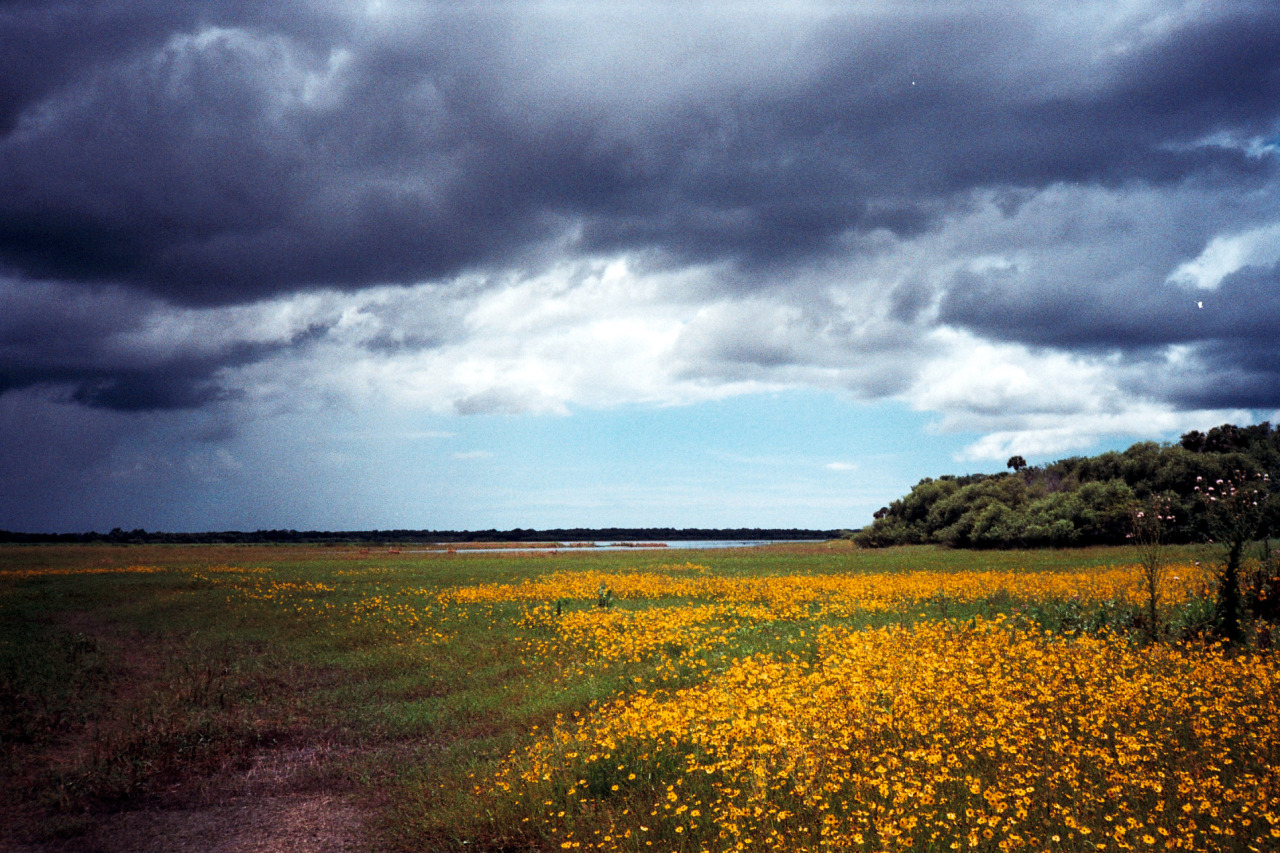 lamkwuntophoto:  Deers in a meadow - Myakka River State Park, Florida, USA.