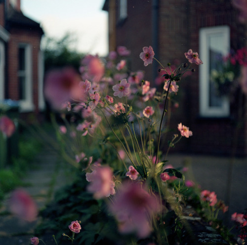 danger: Japanese Anemone by Tom