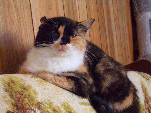 calico-dan:What a glare! 