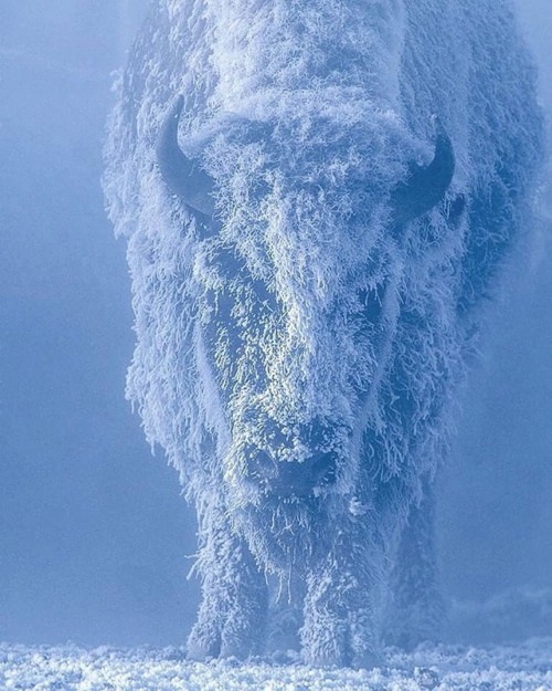 kkdas: Winter.. Yellowstone National Park, USA by Tom Murphy