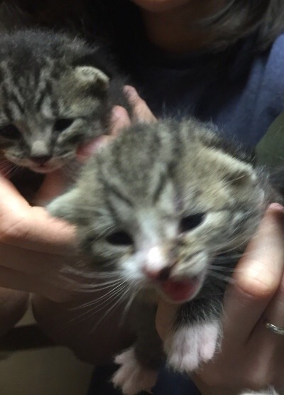 unflatteringcatselfies:One of my old foster kittens. SCREEEE