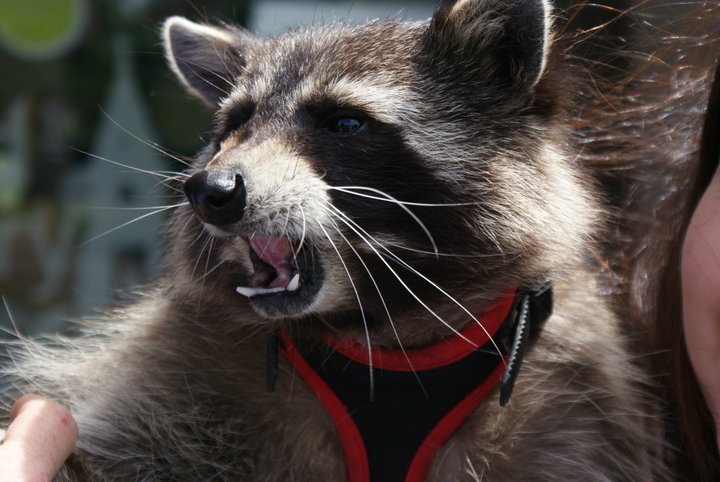 catsbeaversandducks:  October 1st is International Raccoon Appreciation Day and to