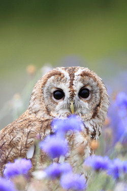 wonderous-world:  Tawny Owl by Greg Morgan 