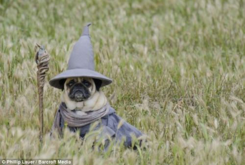thefrogman:  digg:  Dog-owner Phillip Lauer dresses up his pugs like Lord Of The Rings Ruffs characters.  [Daily Mail]