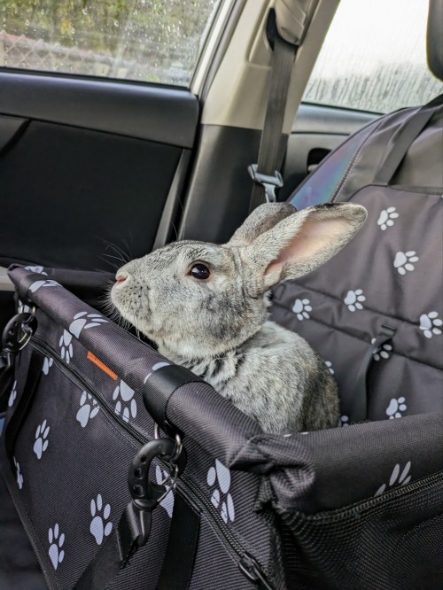 Dis Me, Bun Jovi, On The Way To The White Coats To Get My Basketballs Taken!!! 