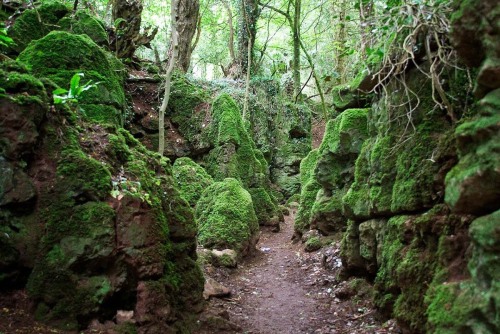 XXX papalagiblog:Puzzlewood is an ancient woodland photo