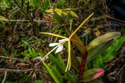 orquidofilia:  Epidendrum sp. (Group Nocturnum),