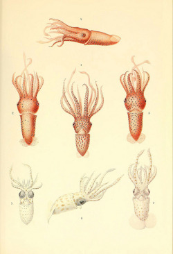 ooksaidthelibrarian:  n52_w1150 by BioDivLibrary on Flickr. Via Flickr: The Cephalopod. atlas Jerusalem :Israel Program for Scientific Translations ; Springfield, Va. : available from the U. S. National Technical Information Service,1975.biodiversitylibra