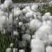 ymutate:Field of Cotton Grass, Landmannalaguar, Iceland⁣⁣⁣⁣Jennifer Jesse / National Geographic⁣⁣