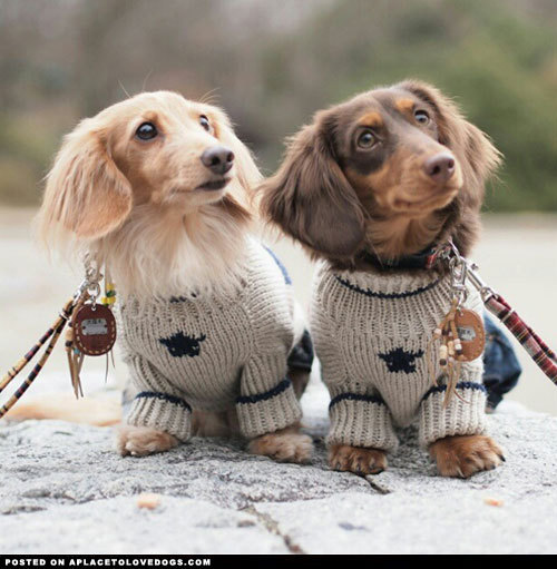 aplacetolovedogs:  Two adorable Dachshunds, Cookie and Nuts from Osaka, Japan Via