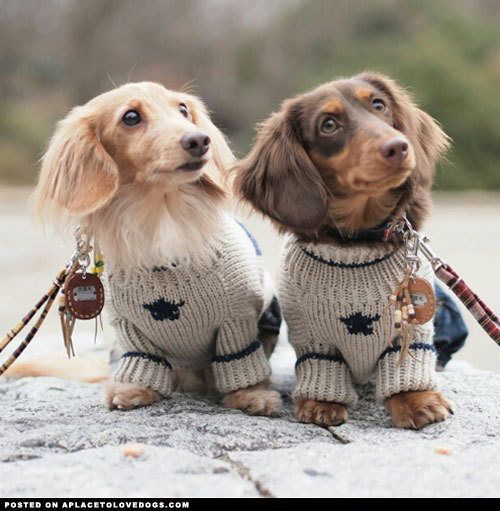 aplacetolovedogs:  Two adorable Dachshunds, porn pictures