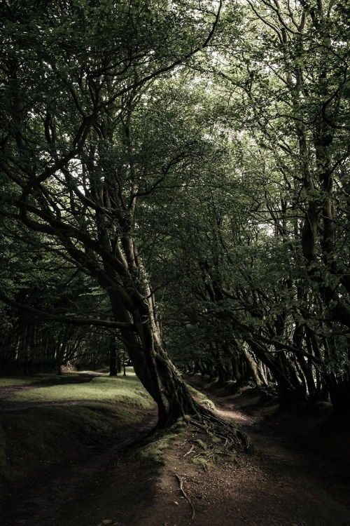 freddieardley - Portraits of Windward Trees - Somerset, UKBy...