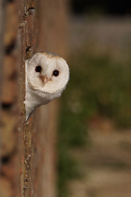 countryswole:  friendly-neighborhood-patriarch:  kingdom197:  Hello there | by Sacha Bijkerk  Henlo fren  Hoo hoo there?