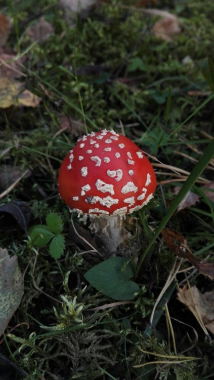 Amanita muscaria ©missbryophyte